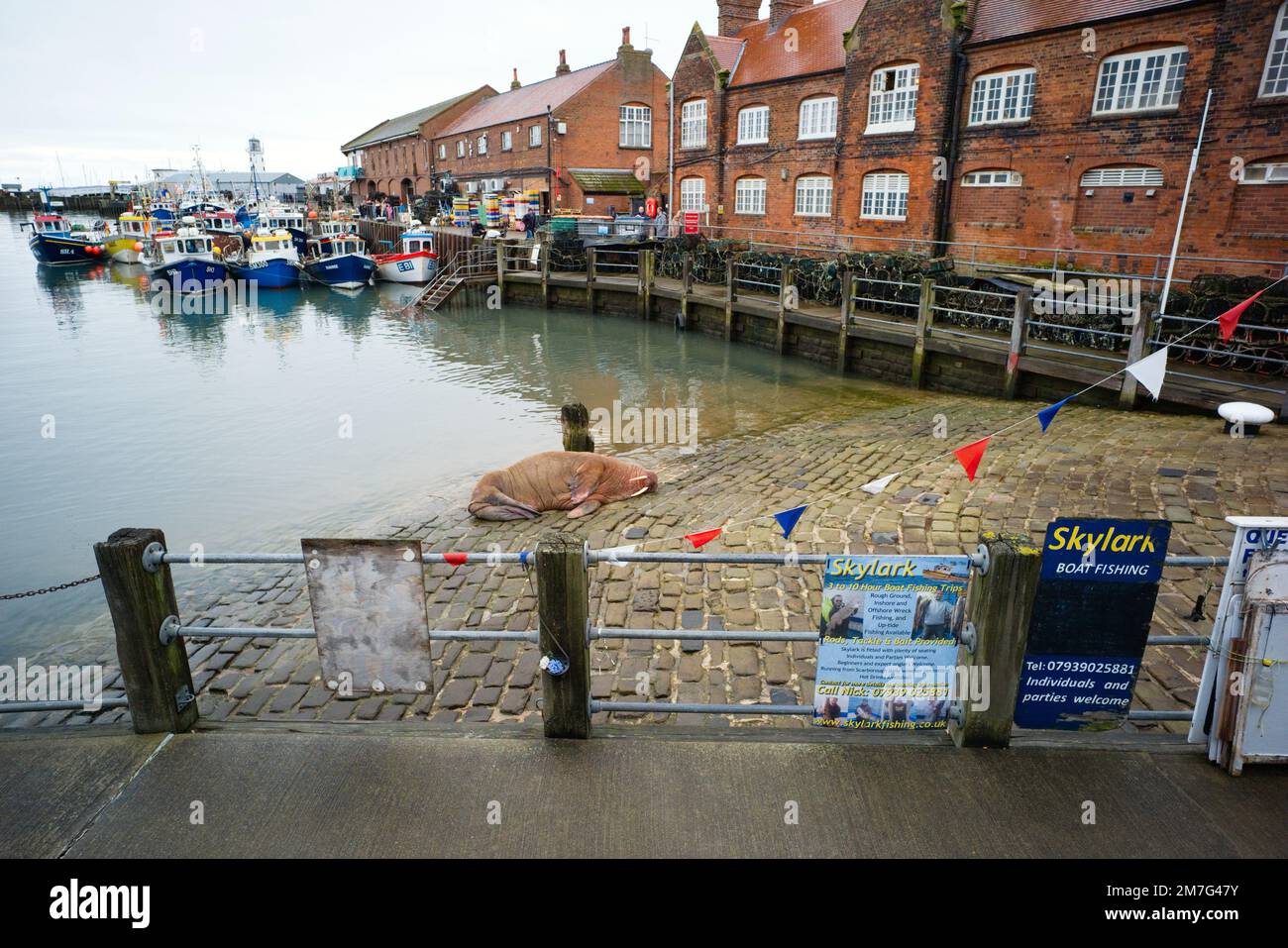 Thor the sleeping walrus on a slipway at Scarborough Harbour Stock Photo