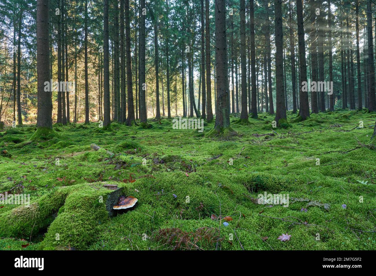 Märchenhafter Hochwald mit komplett moosbewachsenen Waldboden und fabelhaftem Baumpilz im Vordergrund Stock Photo