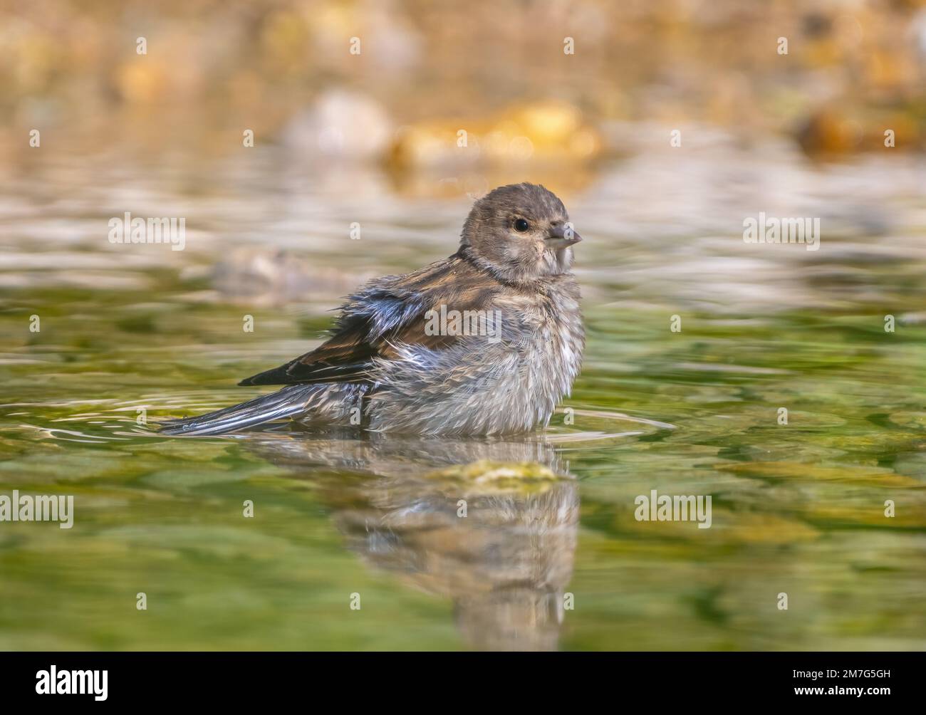 Female Acanthis cannabina flew to a watering place on a rocky riverbank on a hot summer day Stock Photo