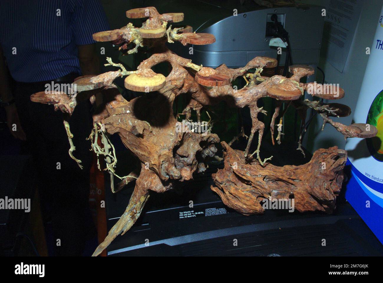 Aquarium ornement woods (mangrove roots Stock Photo Alamy