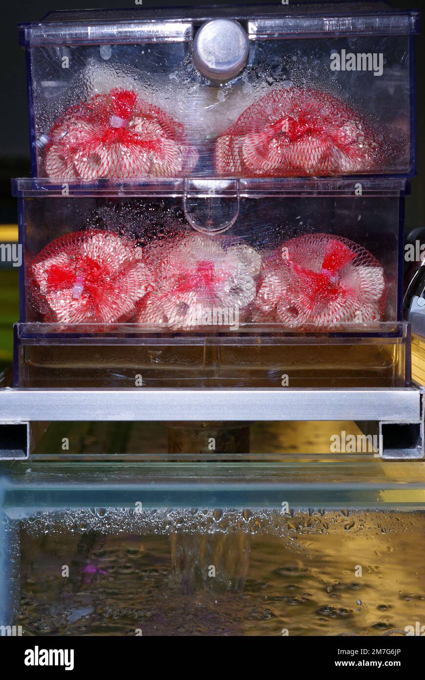 Biological filtration in marine aquarium Stock Photo Alamy