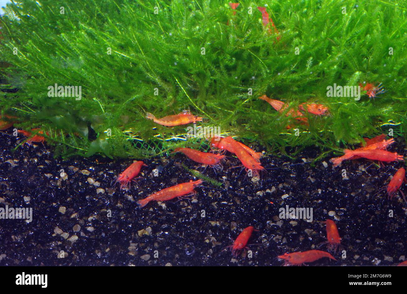 Sakura red cherry shrimp (Neocaridina heteropoda) Stock Photo