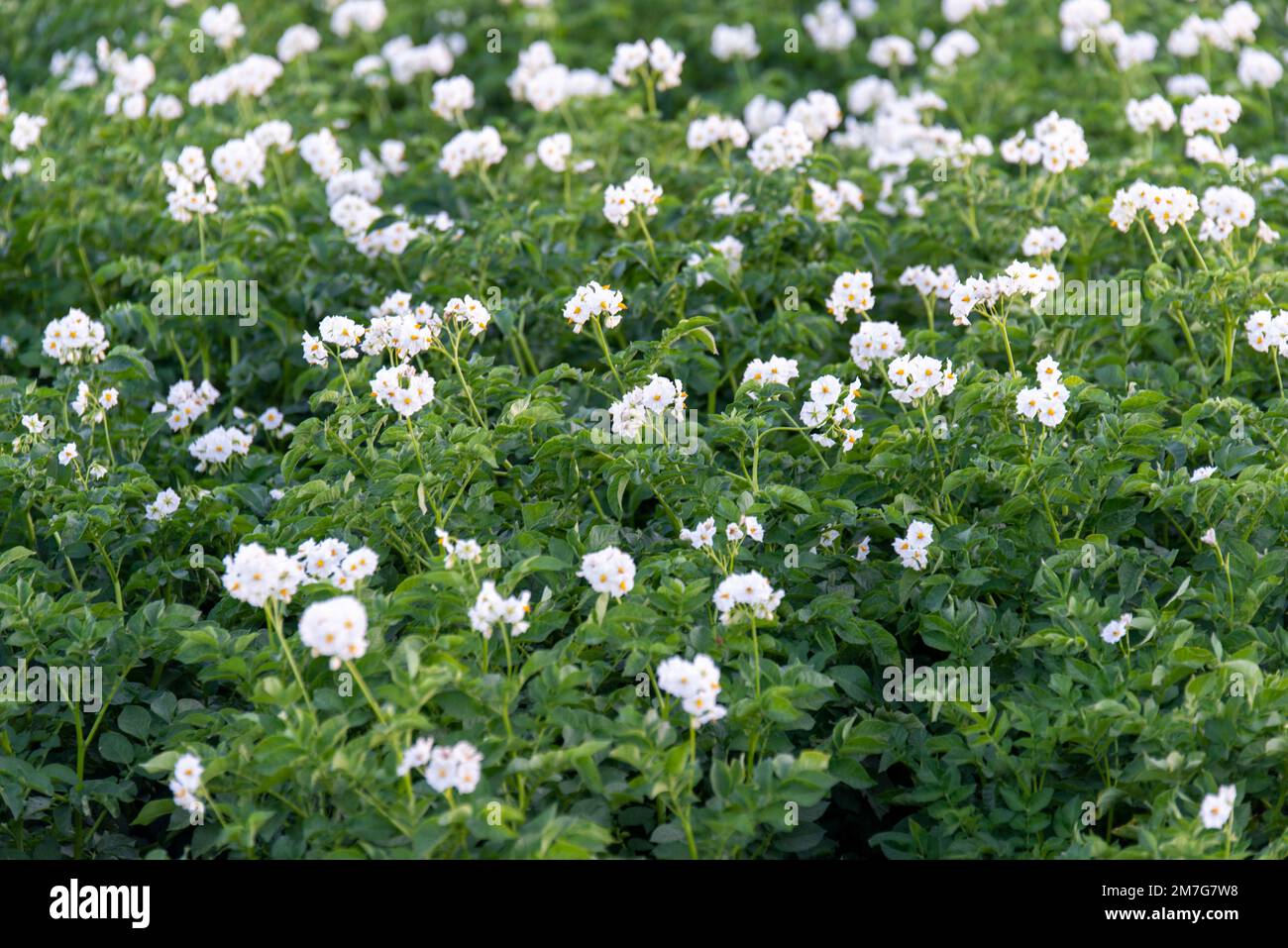 Coltivazione della patata IGP silana Stock Photo