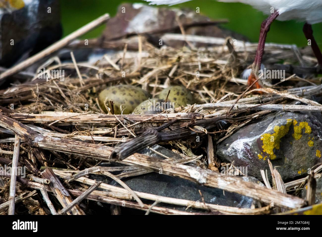 Eggs of the black-headed gull (Chroicocephalus ridibundus) in the nest Stock Photo