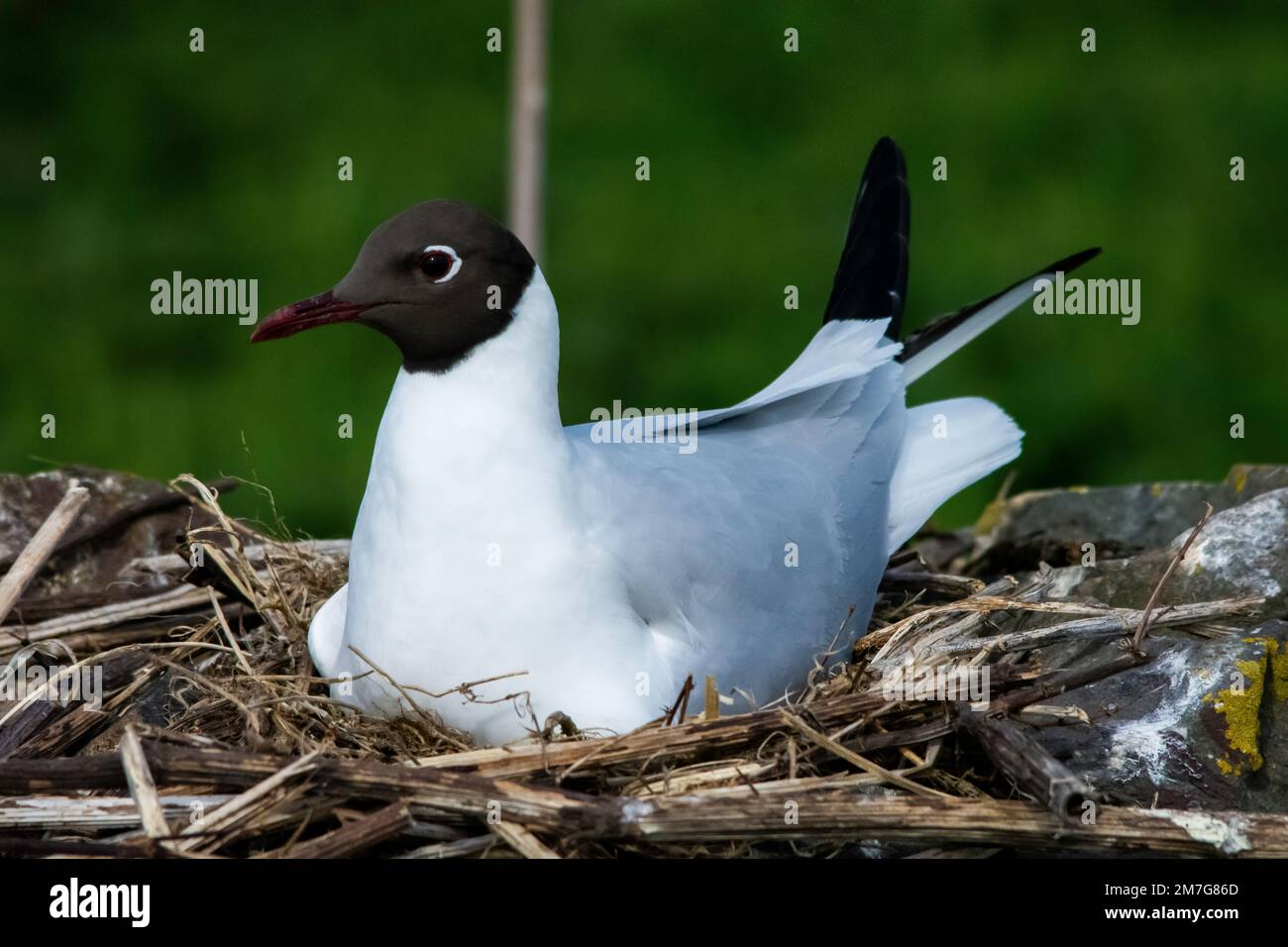A brooding black-headed gull (Chroicocephalus ridibundus) protects the eggs in its nest Stock Photo