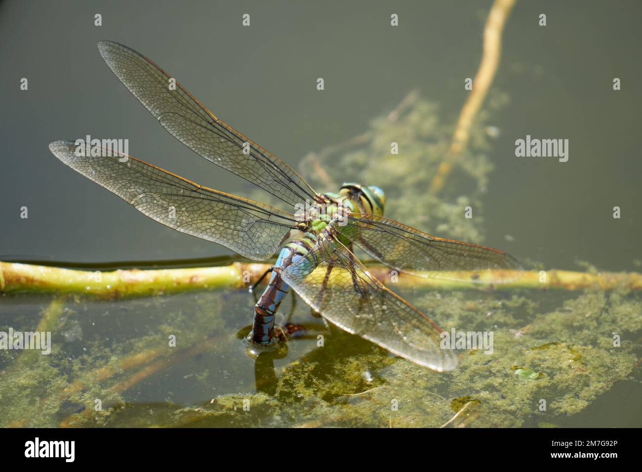 Libelle bei der Eiablage-Blaugrünen Mosaikjungfer-Aeshna cyanea Stock Photo