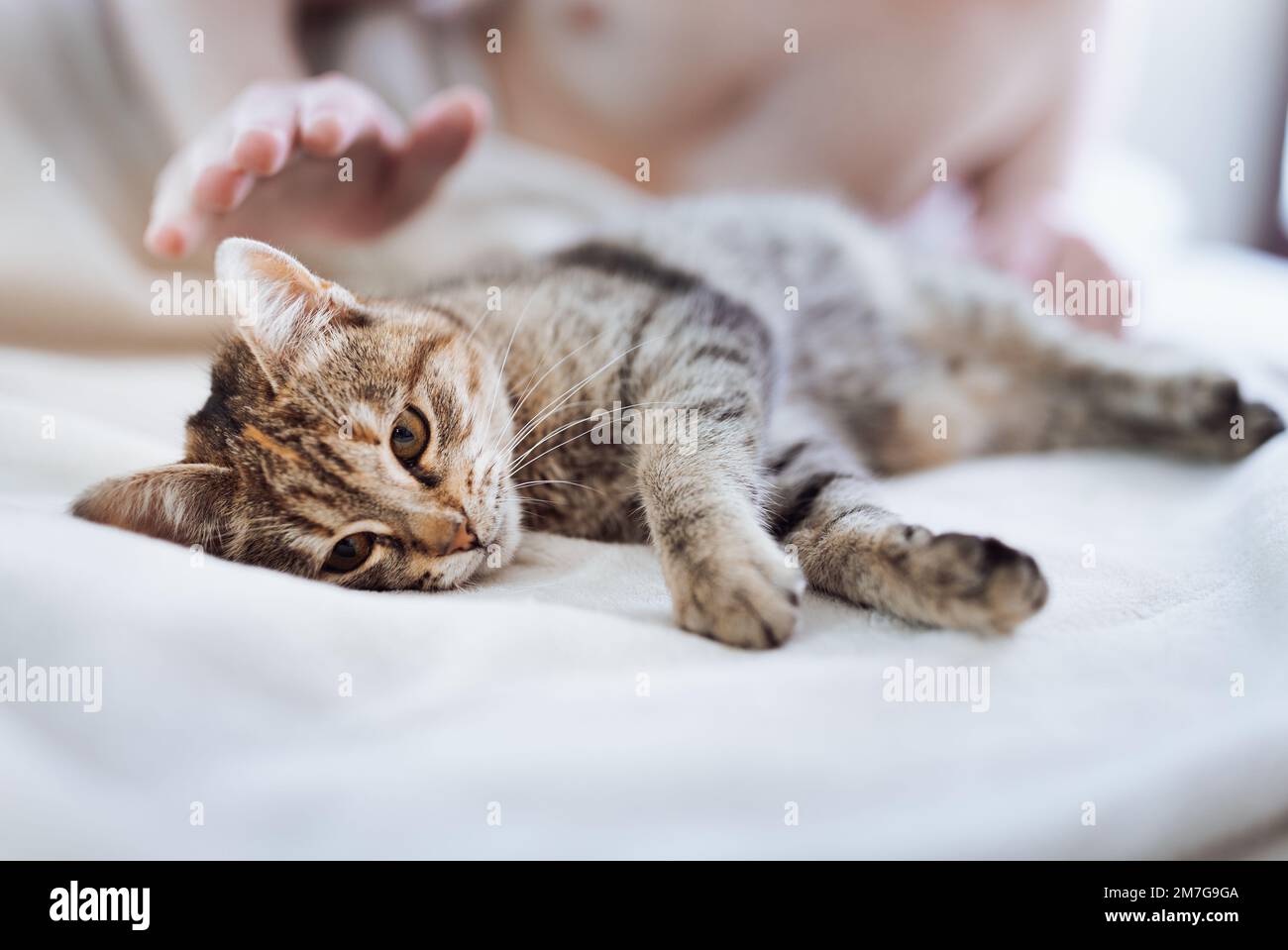 Cute tabby kitten sleeping on bed while owner cuddling her Stock Photo