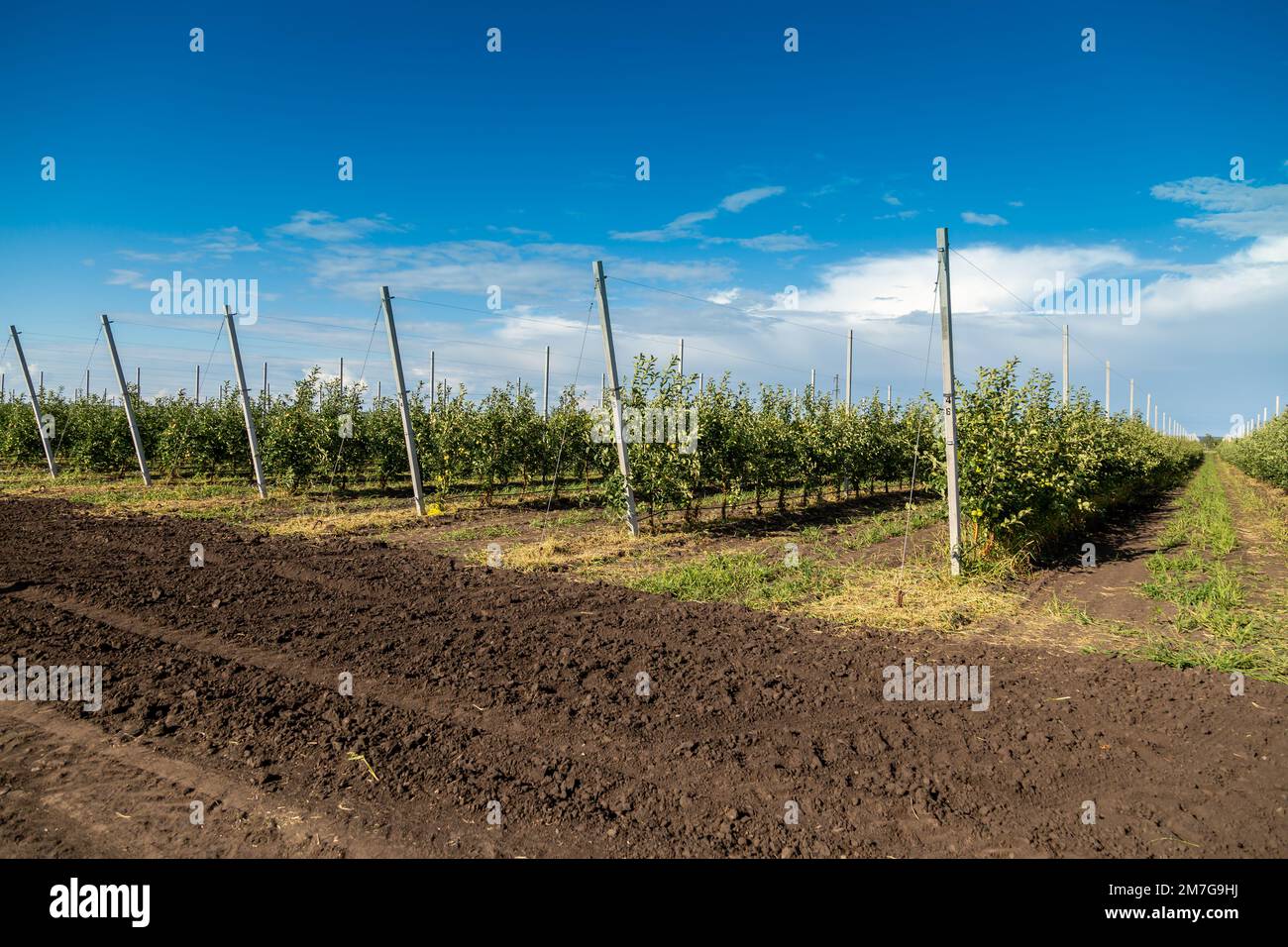Agriculture. Rows of apple trees grow Stock Photo Alamy