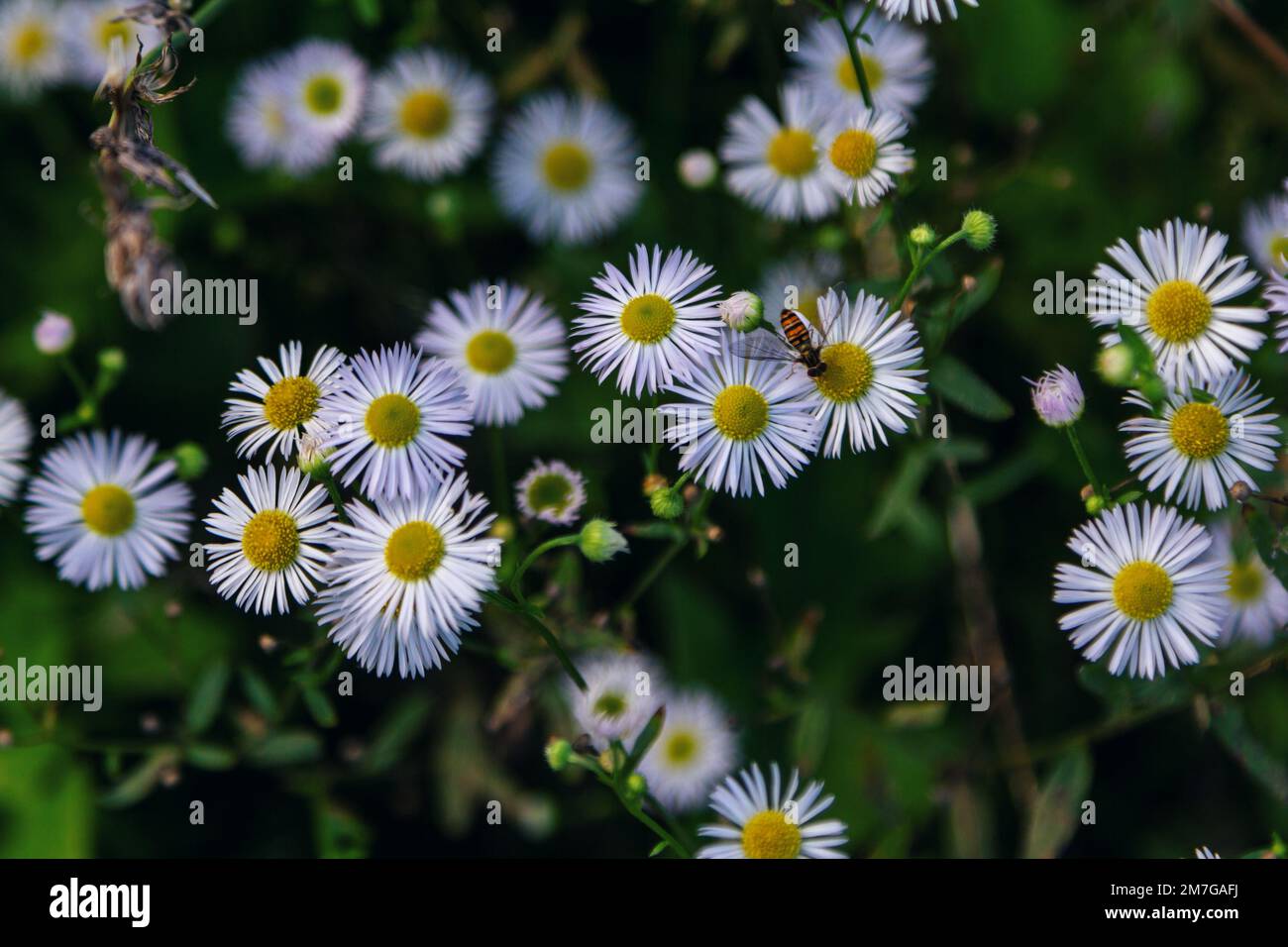 Close up blooming bushy aster white wild flowers growing on the meadow and bee on its petals Stock Photo