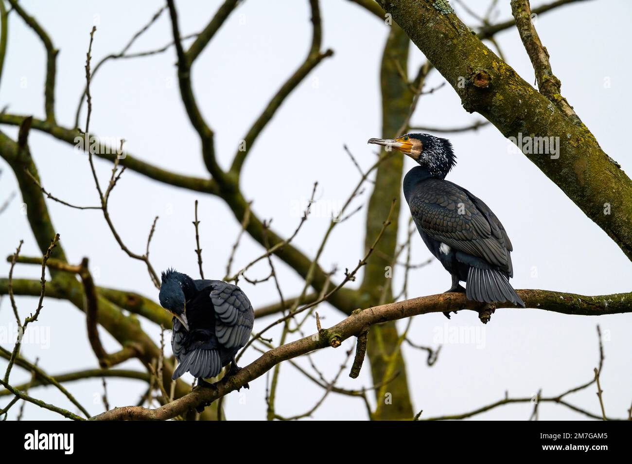 Two cormorants in a tree in Kelsey Park, Beckenham, Greater London ...
