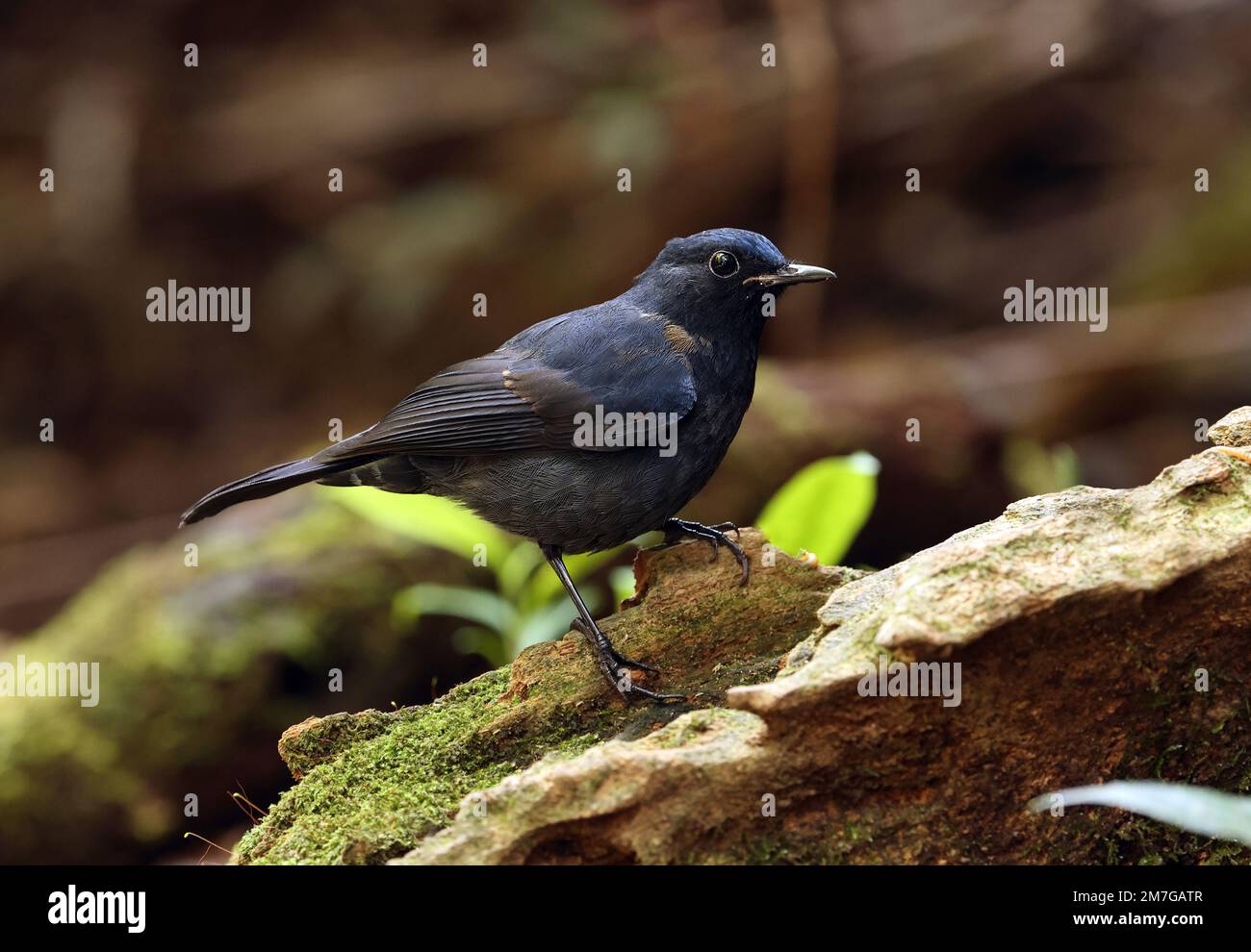 White-tailed Blue Robin (Myiomela leucura leucura) immature male perched on mossy rock  Da Lat, Vietnam.                     December Stock Photo