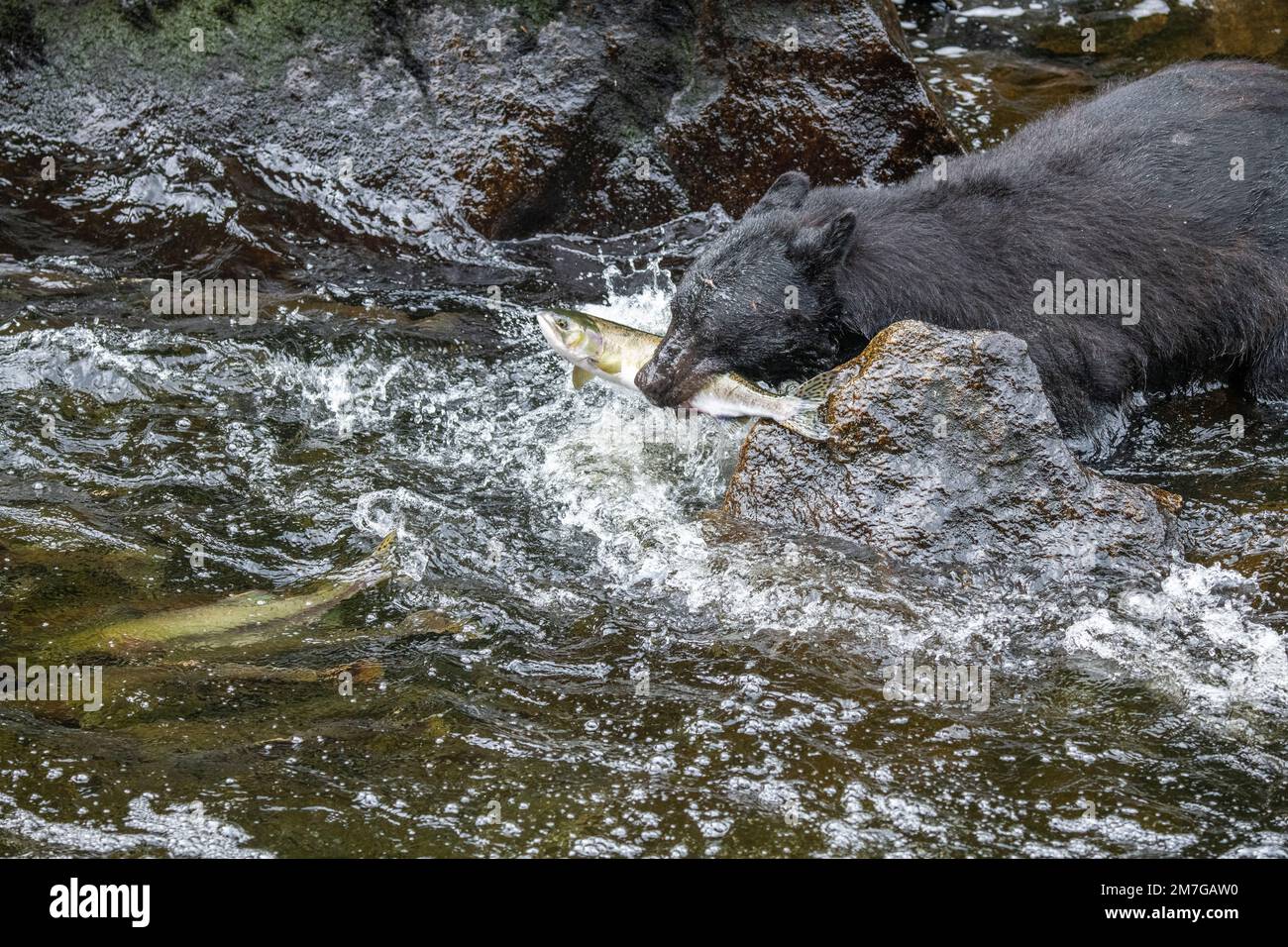 Salmon catching usa hi-res stock photography and images - Page 4 - Alamy