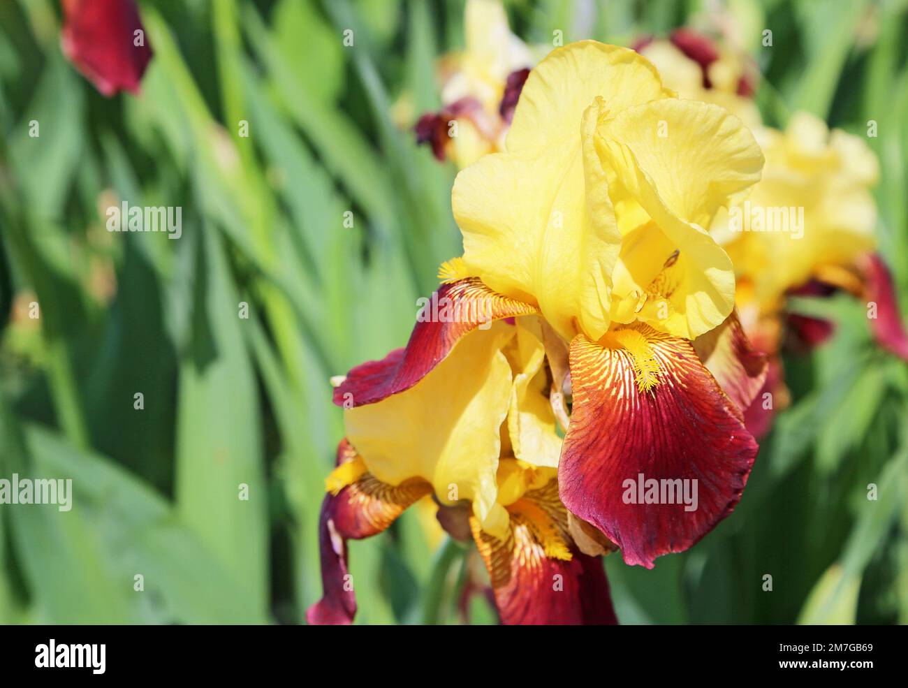 Yellow red Iris flower Stock Photo