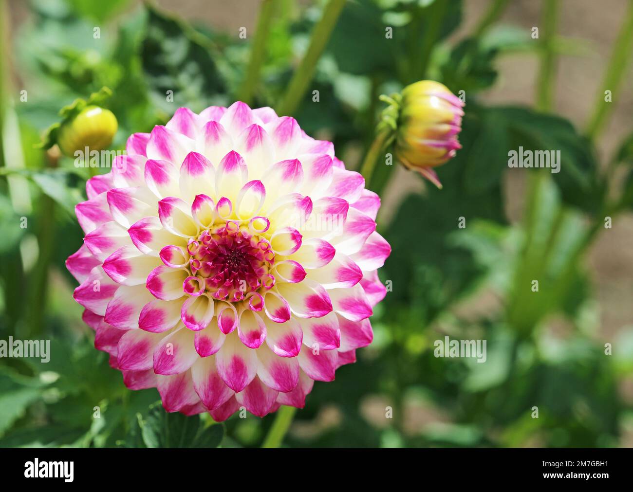 Pink and white dahlia hi-res stock photography and images - Alamy