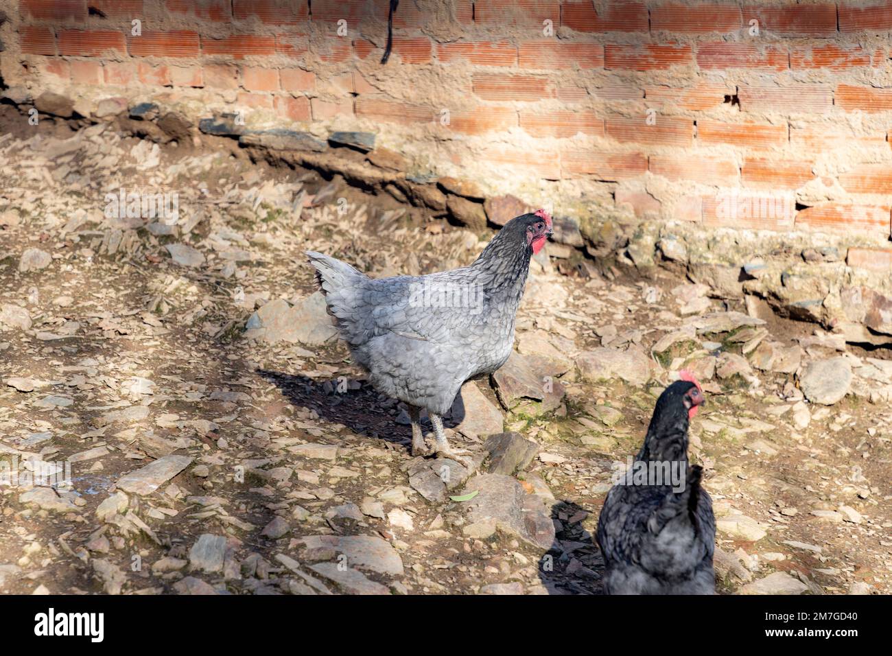 Hen chicken net hi-res stock photography and images - Alamy