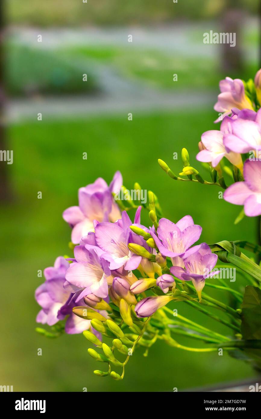 Fresh pink freesia flower over defocused background Stock Photo