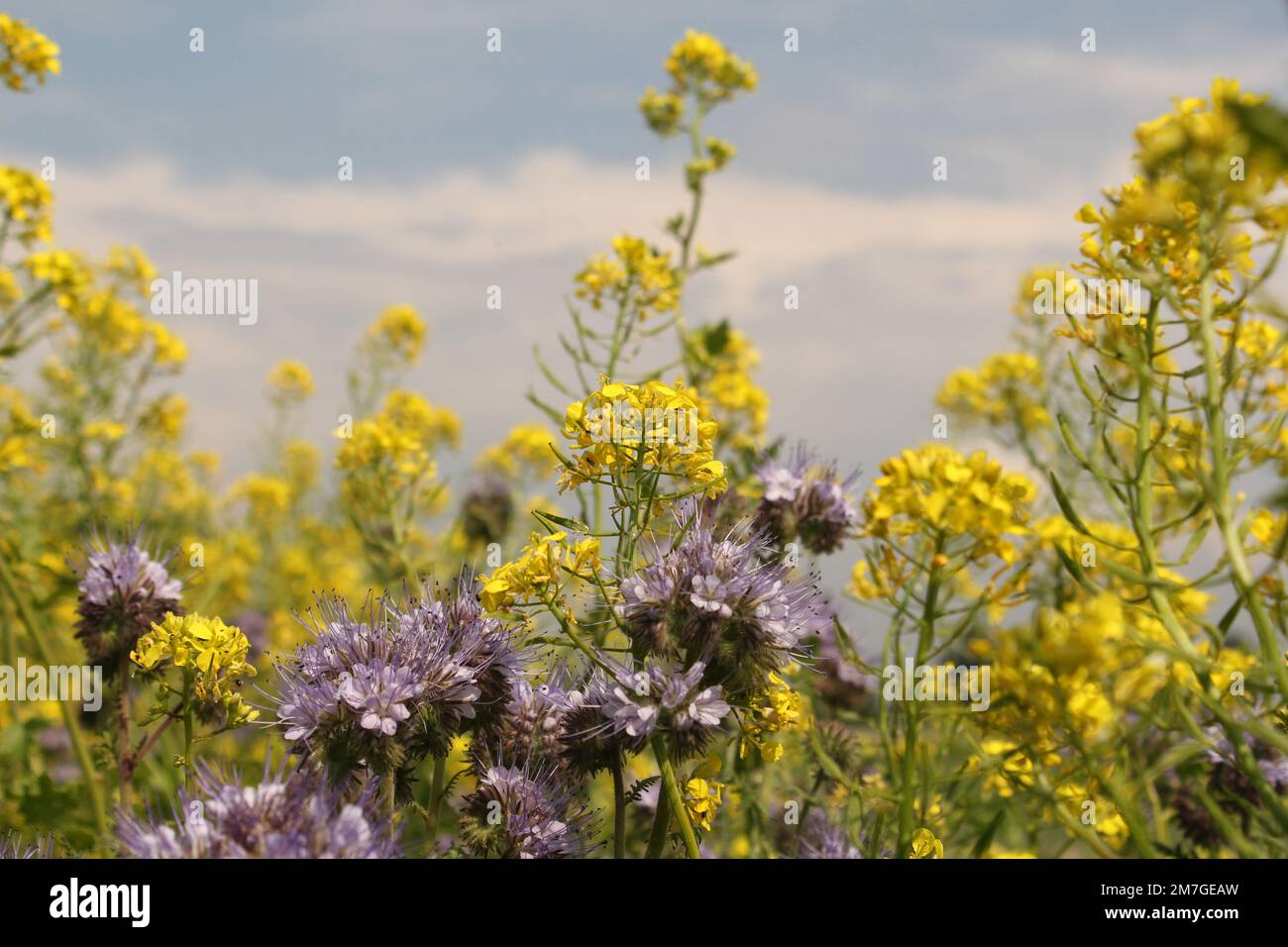 beautiful floral field margin with wild flowers closeup and a blue sky