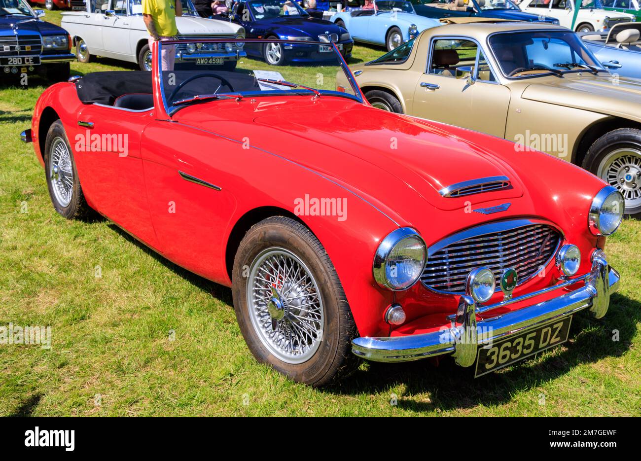 1959 Austin Healey 3000 at a classic car show in the Gnoll Country Park, Neath Port Talbot, Wales, UK Stock Photo