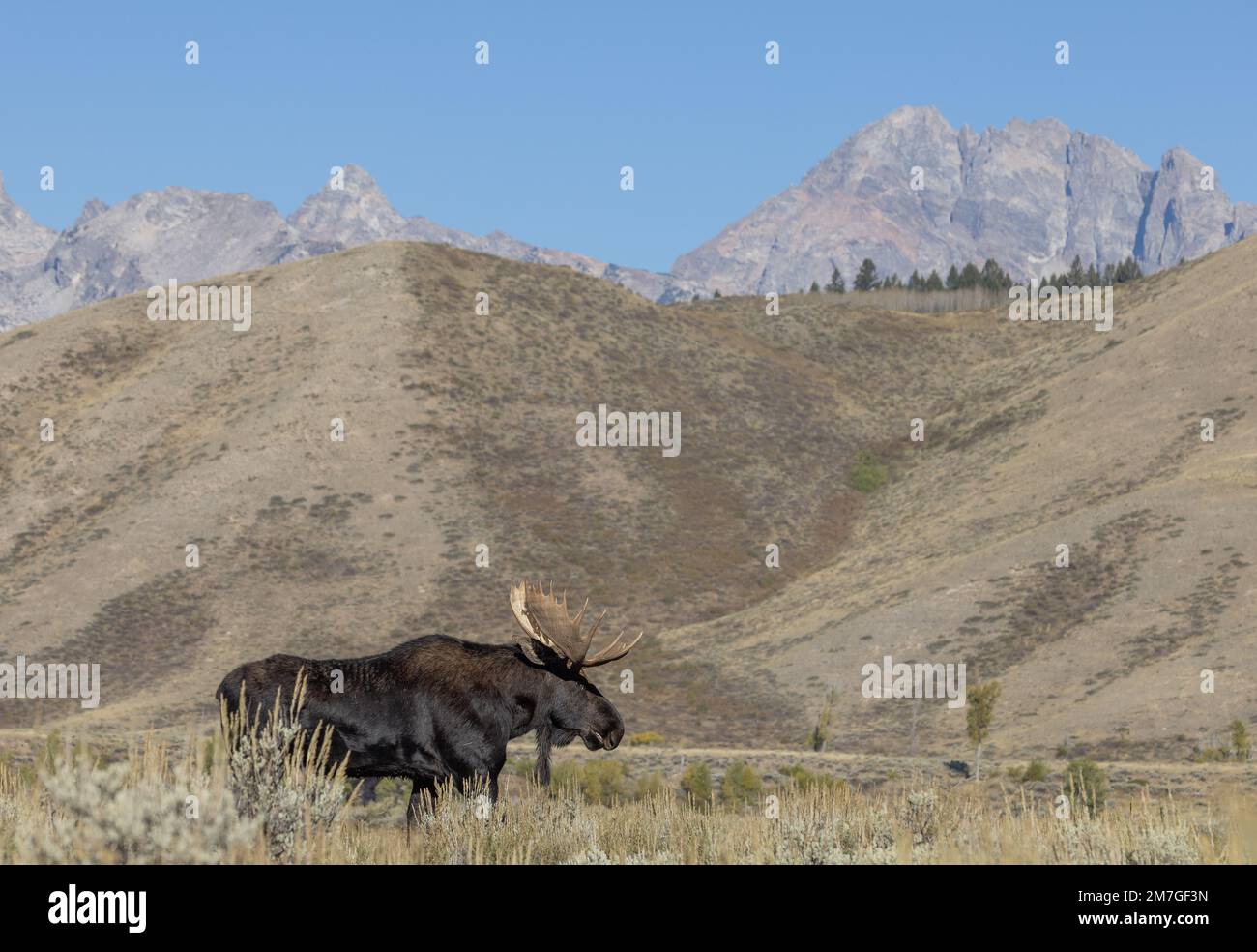 Bull Moose During the Rut in Wyoming in Autumn Stock Photo - Alamy