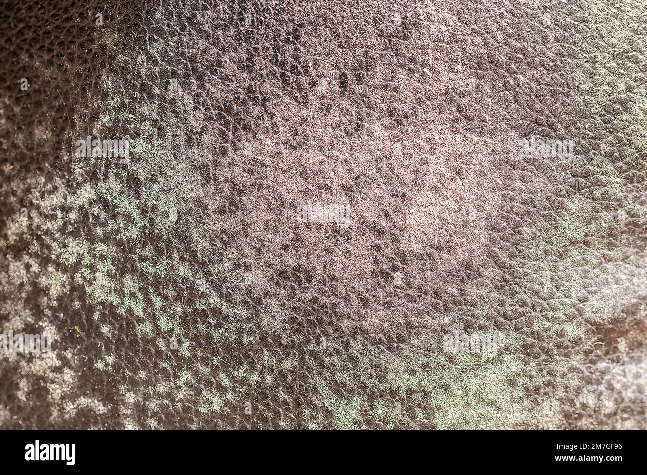 Close up of mold on black couch, fungus on black background, bacteria