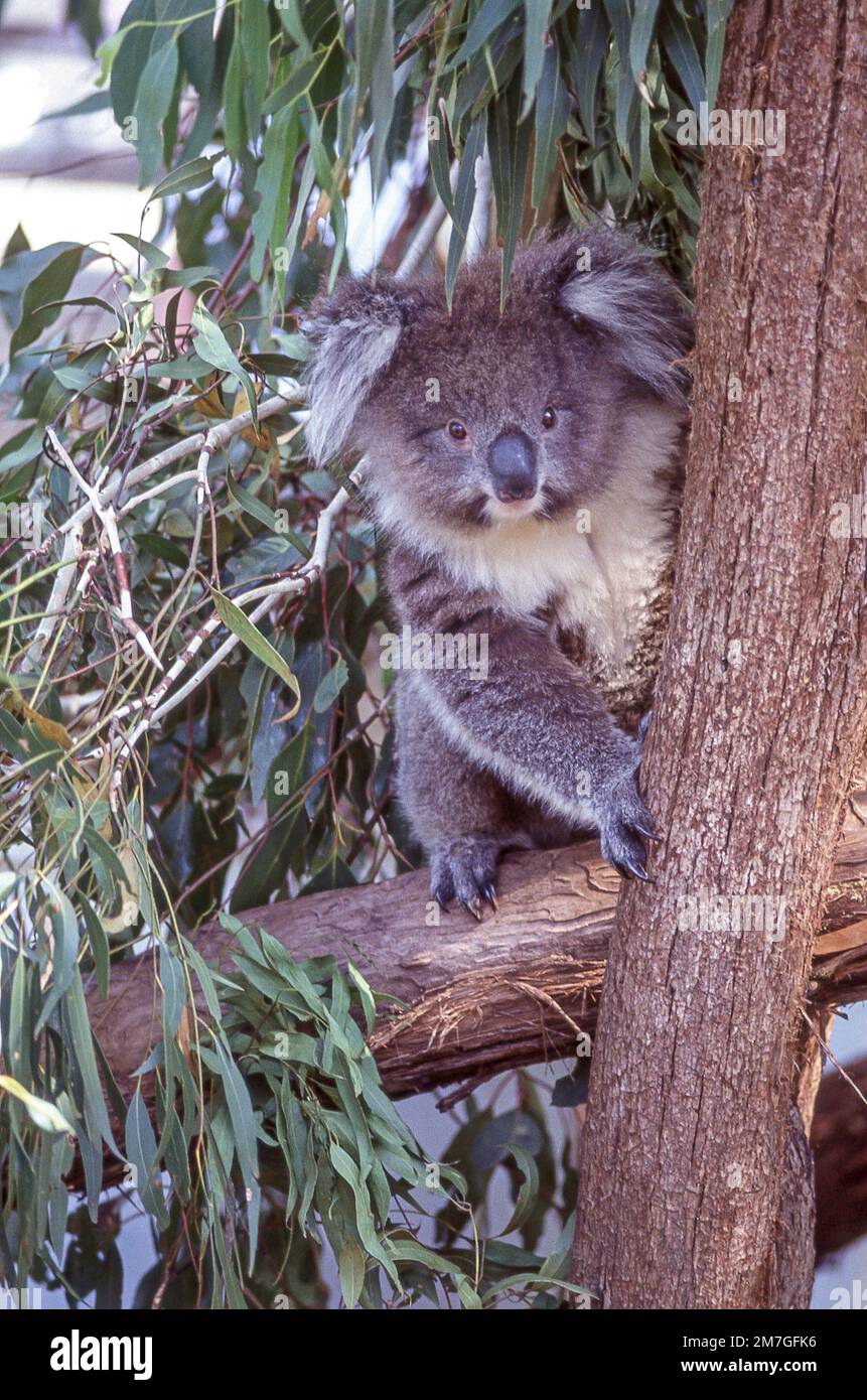 Koala Phascolarctos Cinereus In Eucalyptus Tree At Lone Pine Koala koala-phascolarctos-cinereus-in-eucalyptus-tree-at-lone-pine-koala