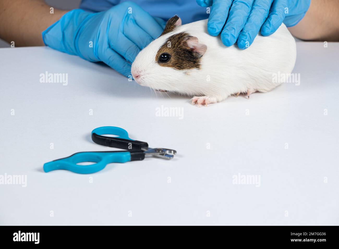 Nail clippers for rodents and guinea pig on a white background Stock