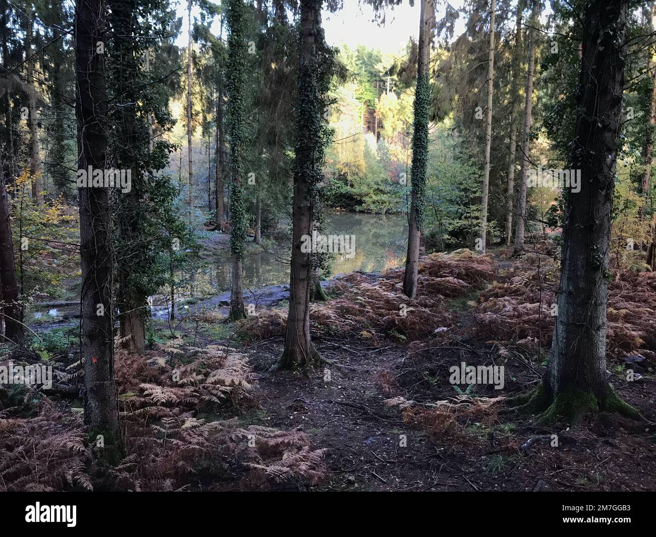 Lush green trees park near hi-res stock photography and images - Alamy