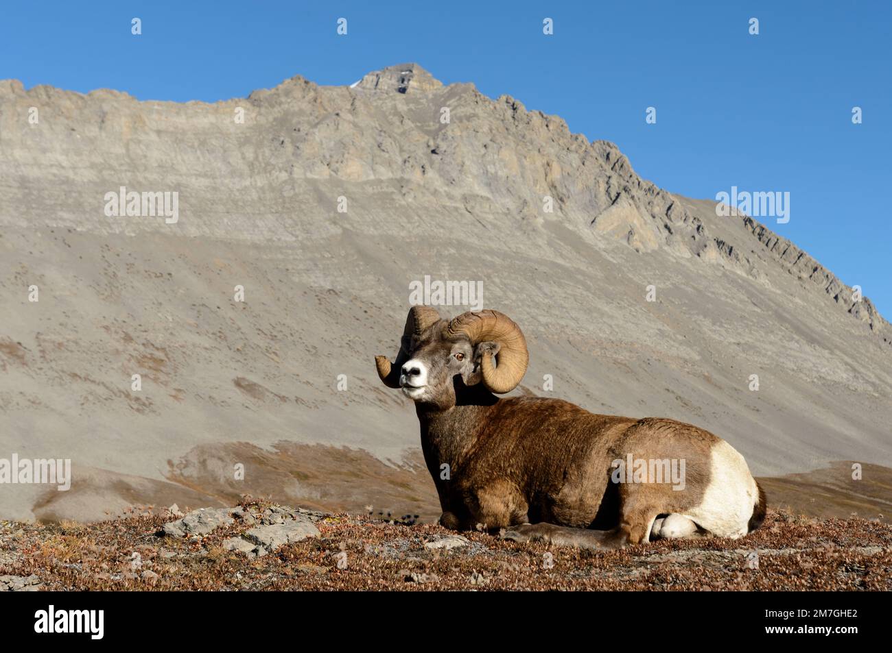 Rock Mountain Bighorn Ram (Ovis canadensis), Canada Stock Photo - Alamy