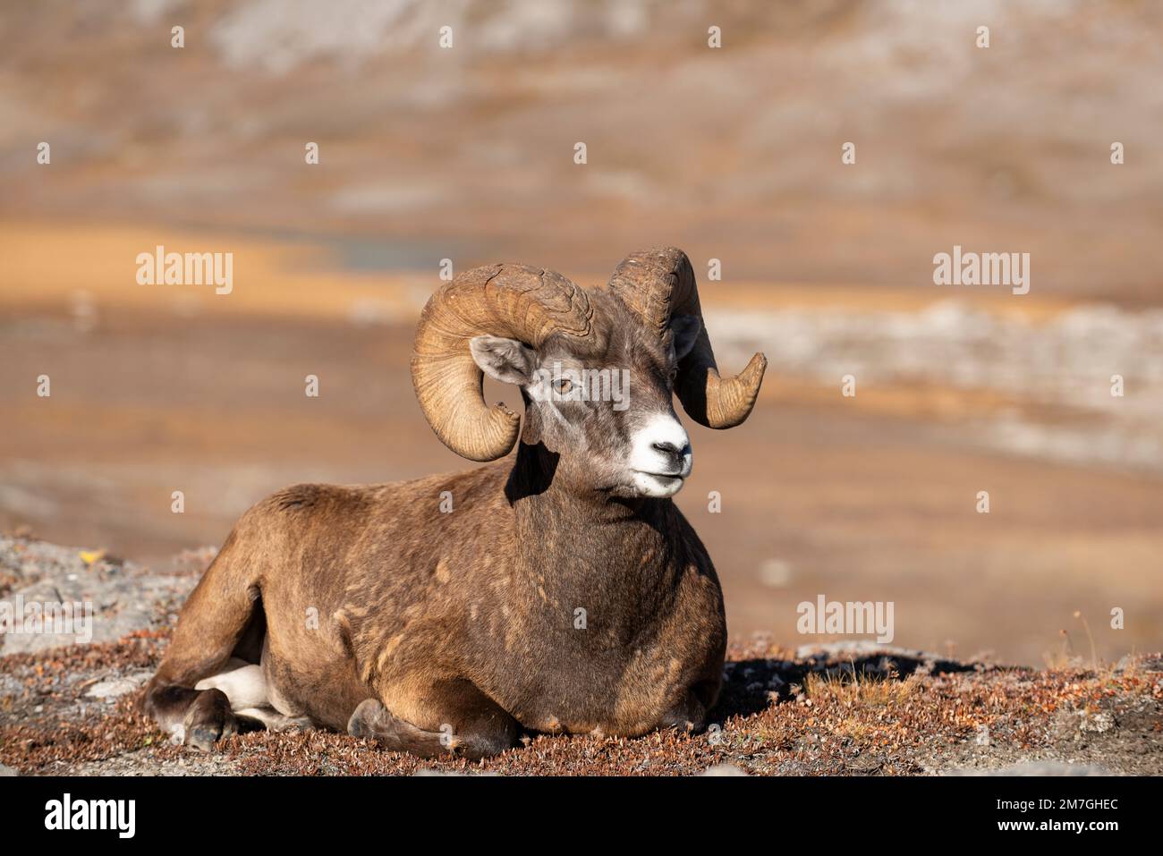 Rock Mountain Bighorn Ram (Ovis canadensis), Canada Stock Photo