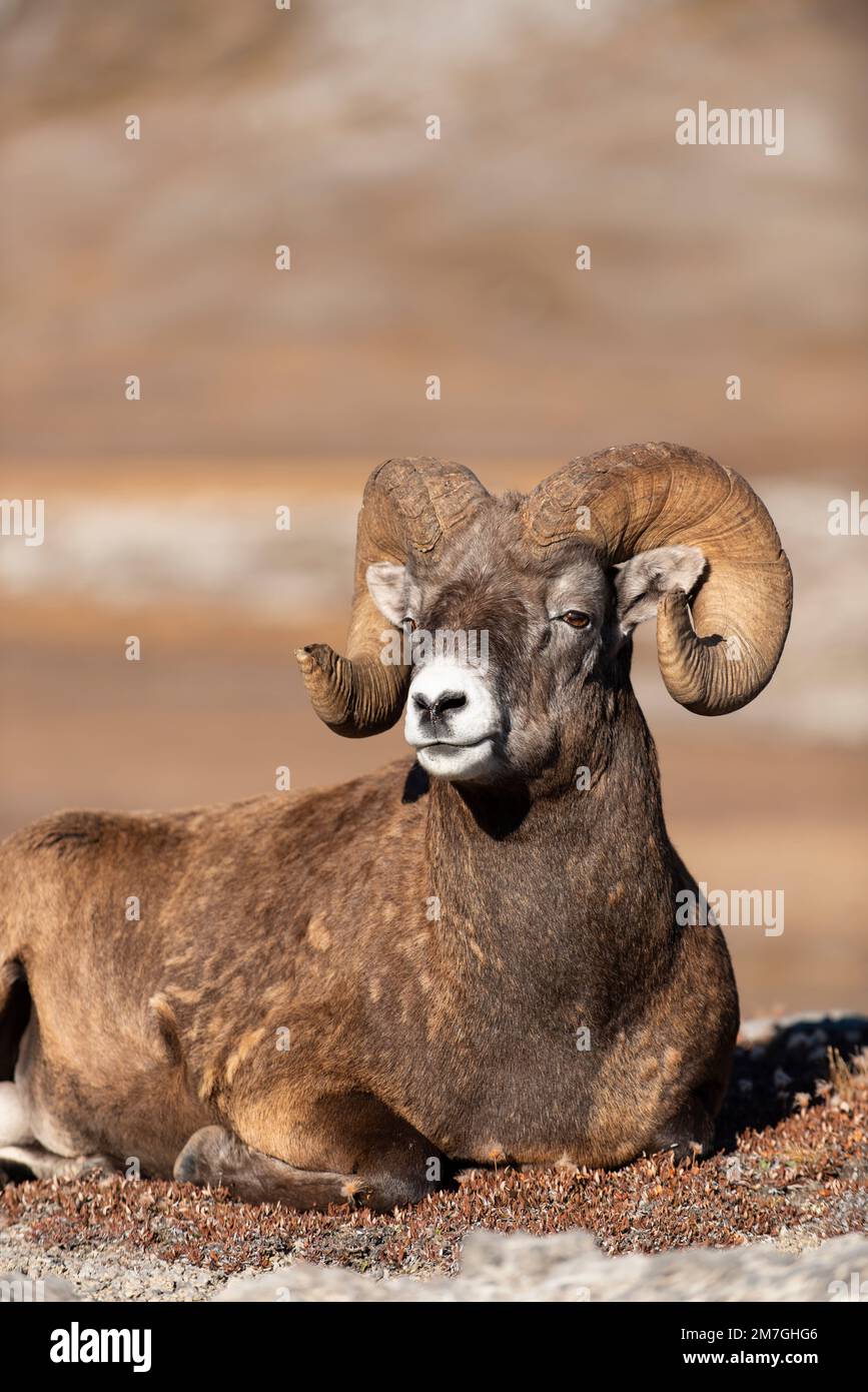 Rock Mountain Bighorn Ram (Ovis canadensis), Canada Stock Photo