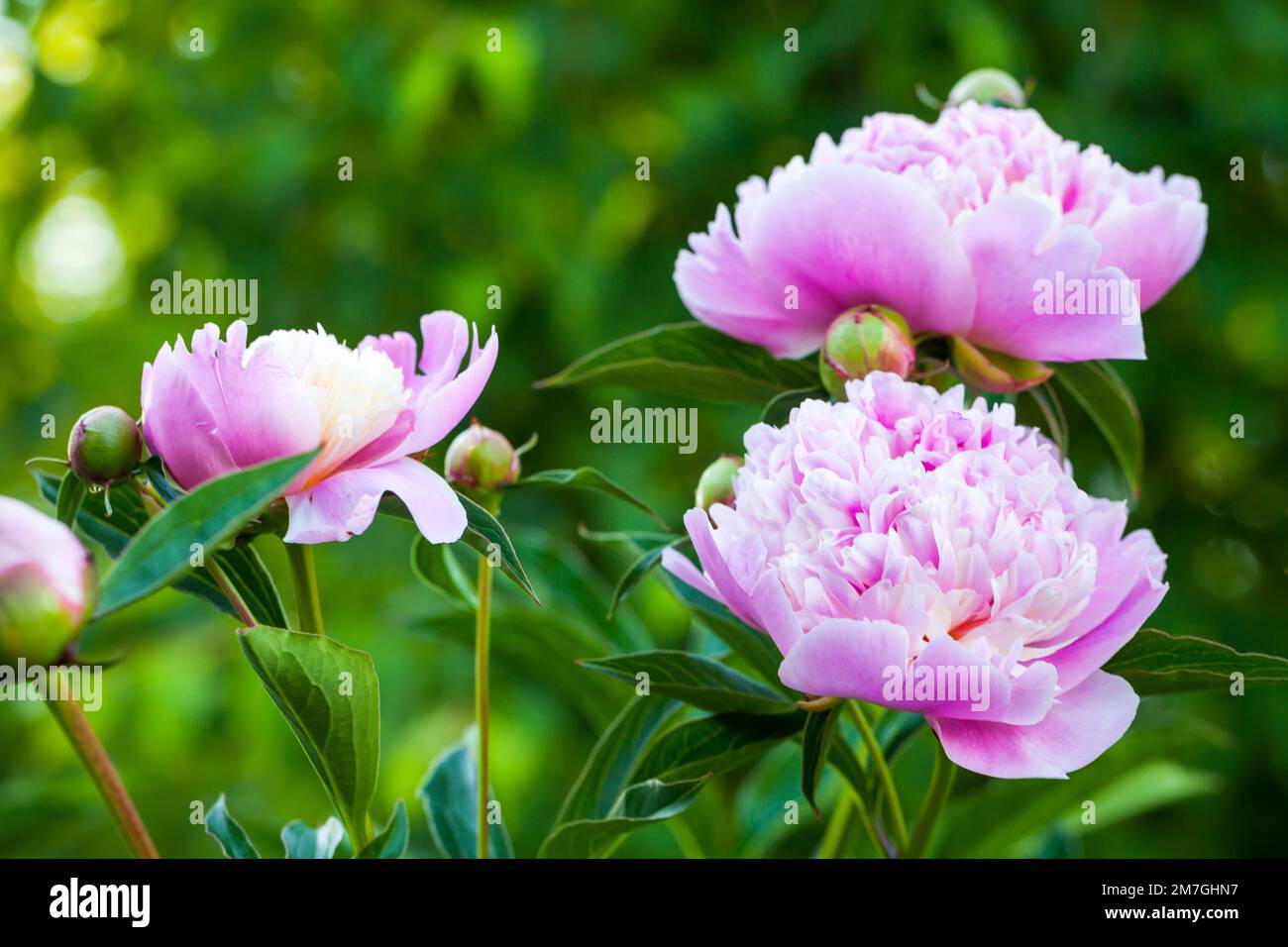 Pink white peony flowers in a summer garden, close up photo with selective soft focus Stock Photo