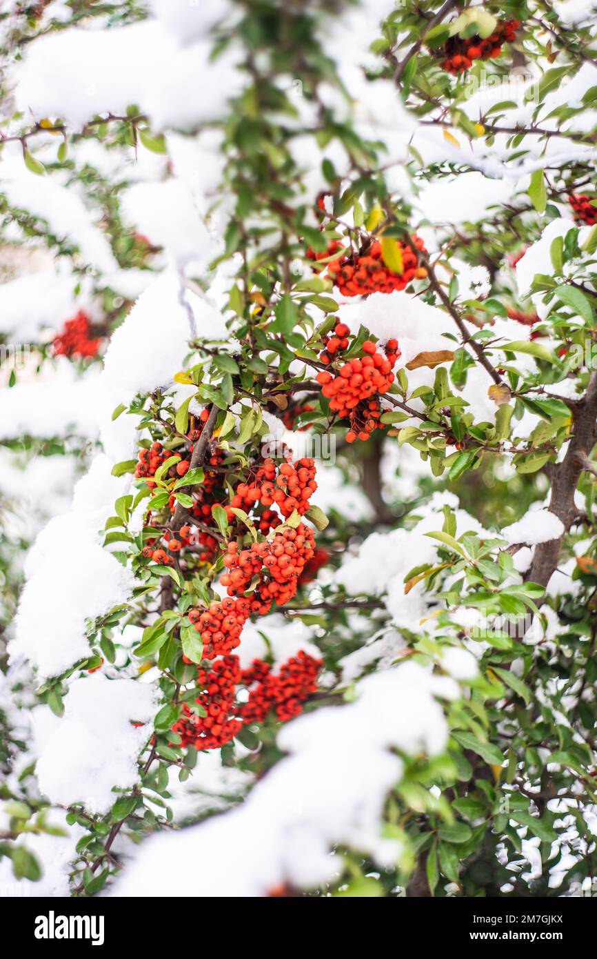 Cluster of red berries under the snow in city park Stock Photo - Alamy