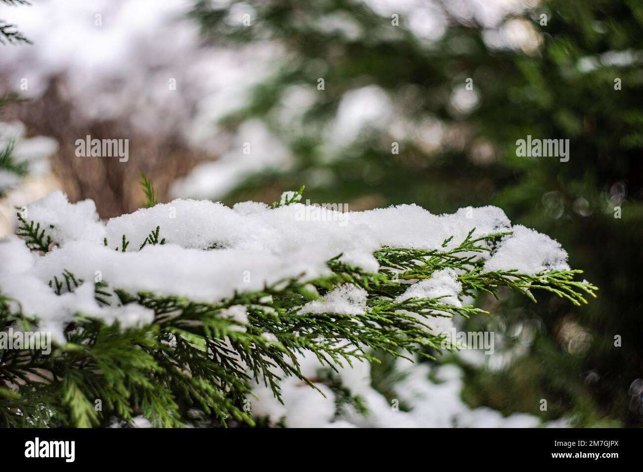 Fir under snow hi-res stock photography and images - Alamy