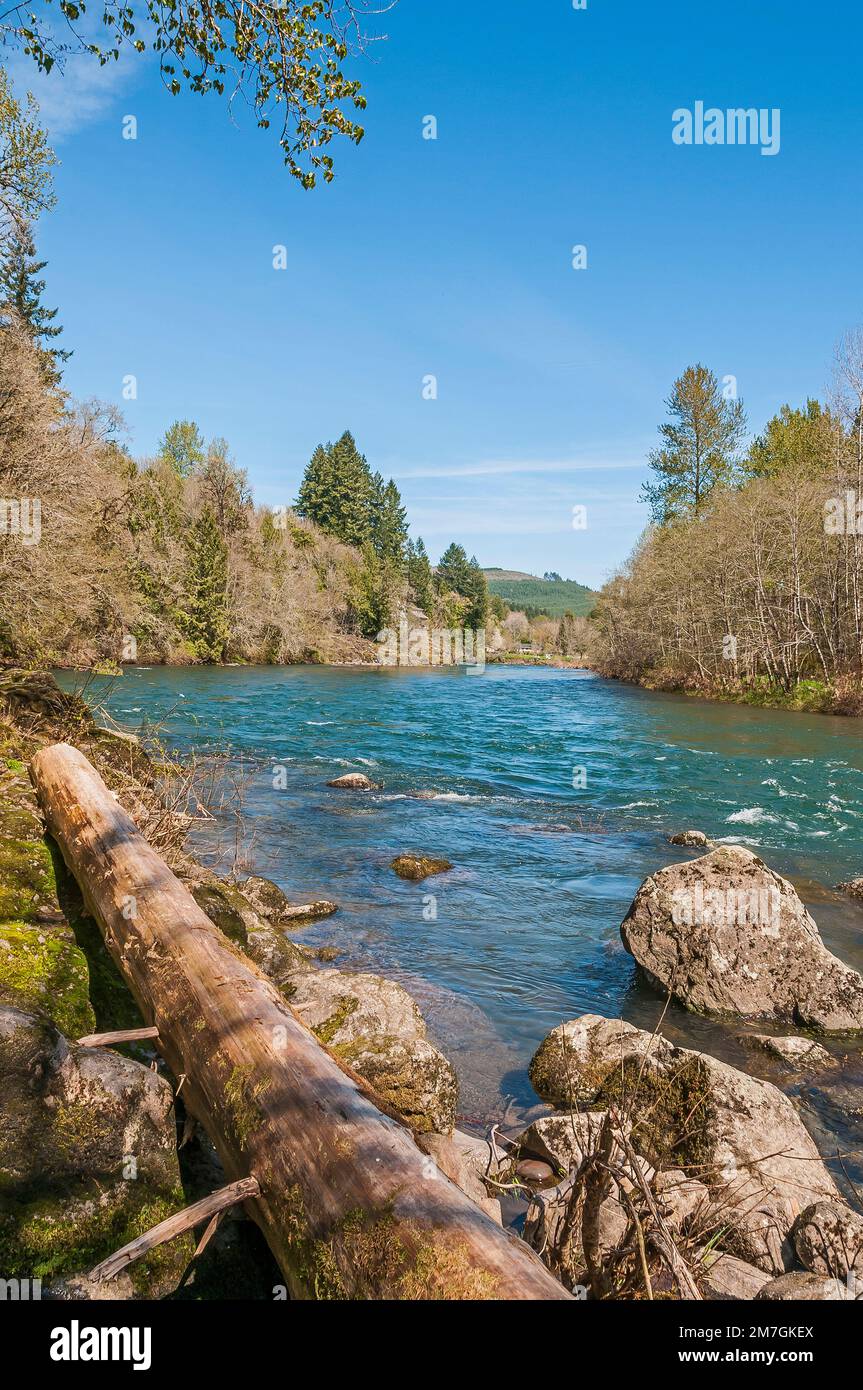 A fallen tree on the shore of Coast Fork Willamette River near Mt