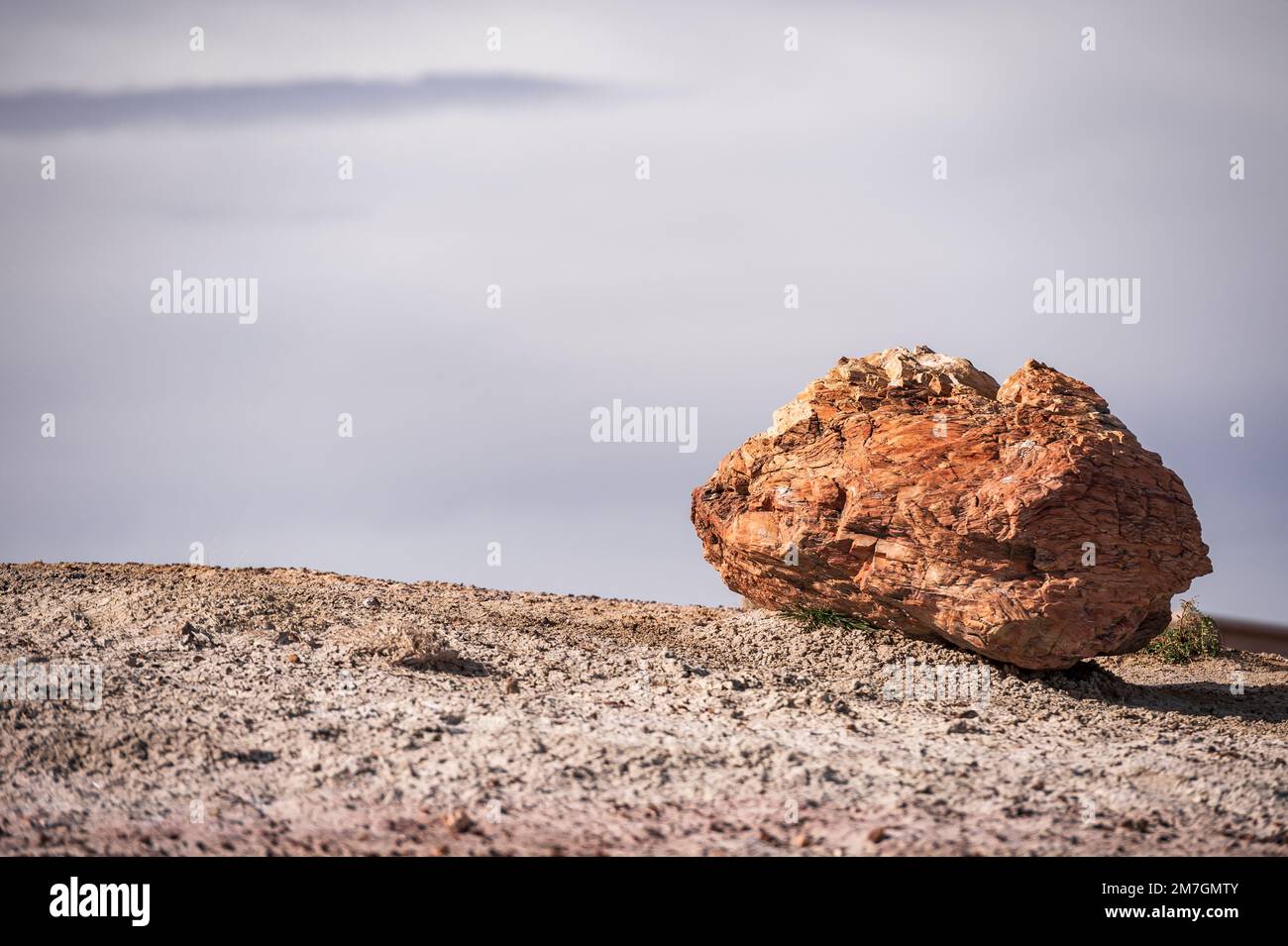 Petrified forest national park Stock Photo