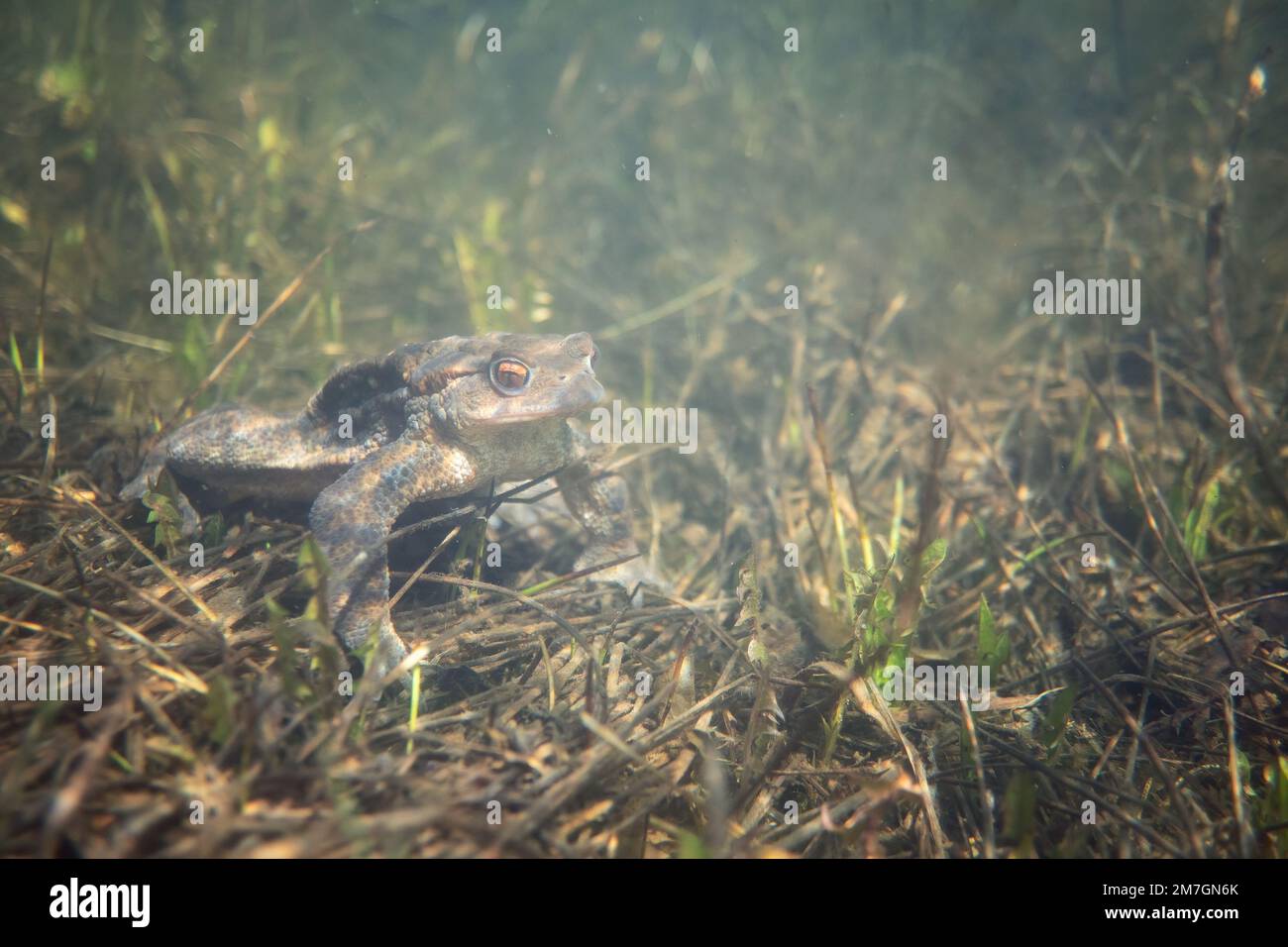 Rospo comune (Bufo bufo) Common Toad underwater Stock Photo - Alamy