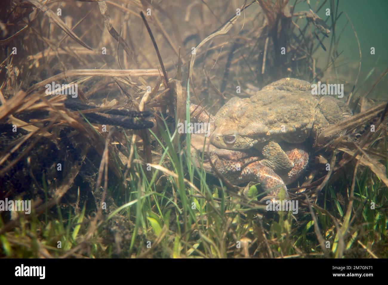 Rospo comune (Bufo bufo) Common Toad underwater Stock Photo - Alamy
