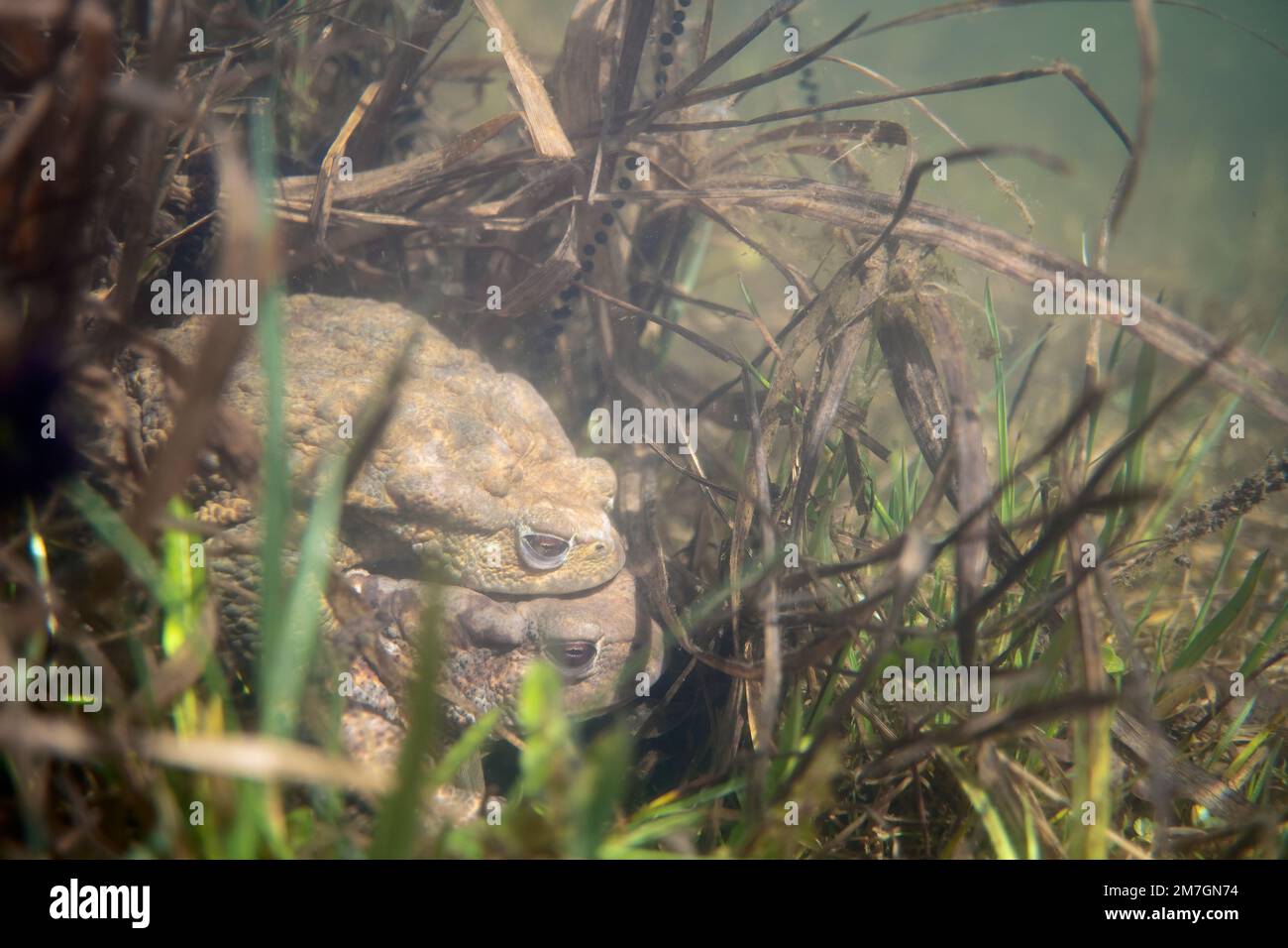 Rospo comune (Bufo bufo) Common Toad underwater Stock Photo - Alamy