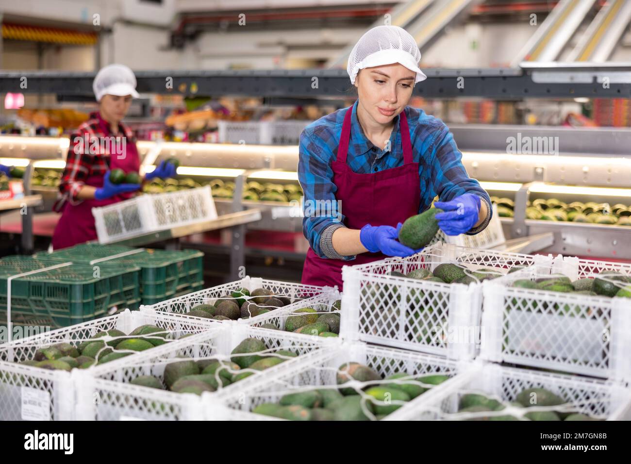 Female employee checking avocados in boxes at fruit sorting factory ...