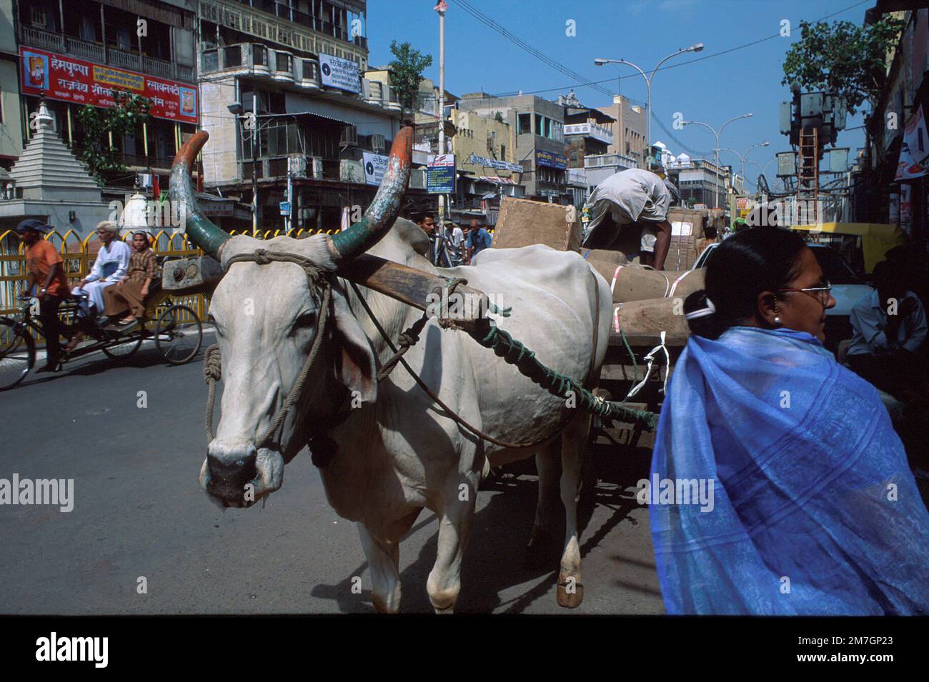 Cow pulling cart with Indian flag colours on horns Old Delhi, New Delhi