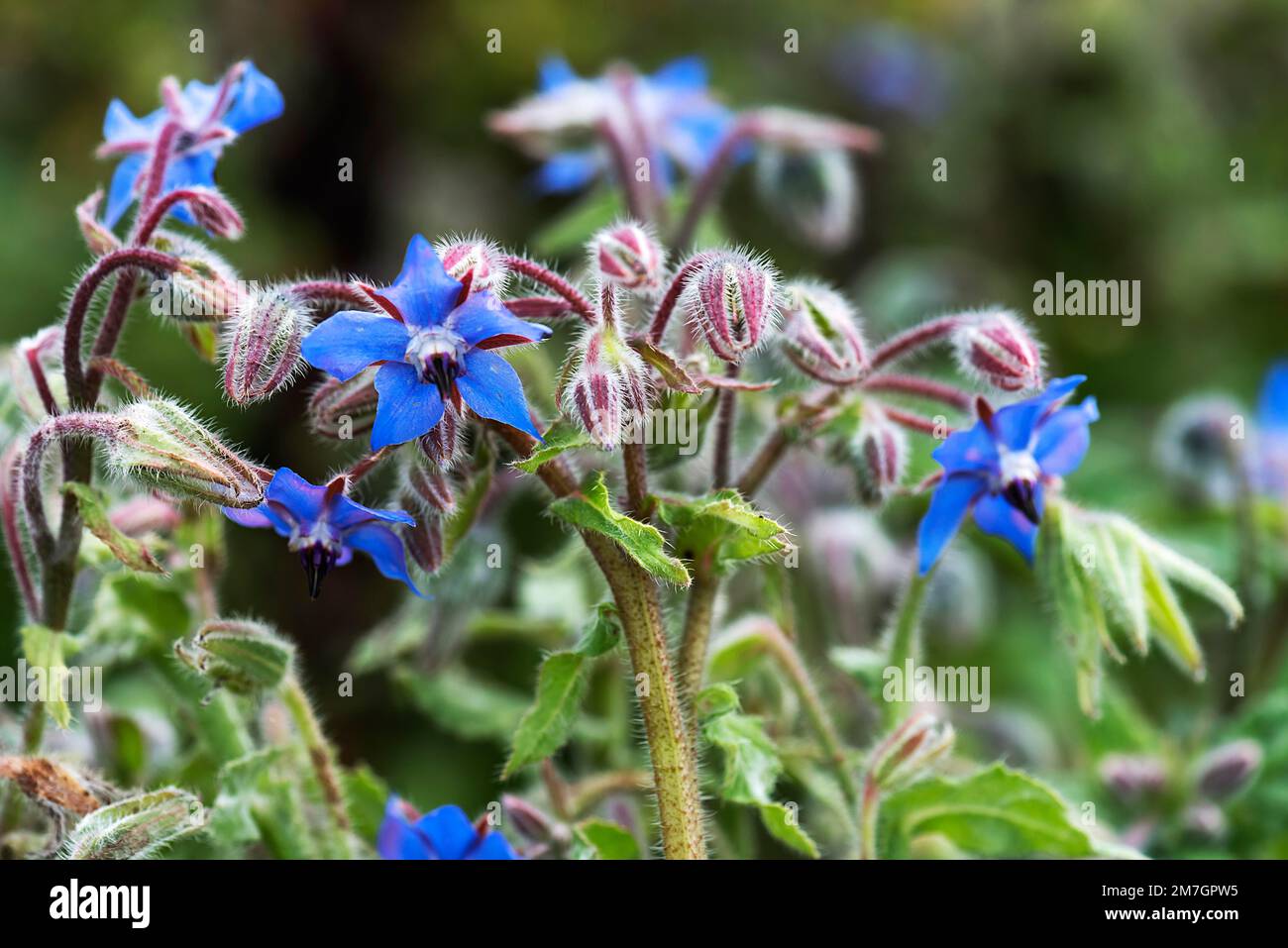 Flowering borage (Borago officinalis), Bavaria, Germany Stock Photo