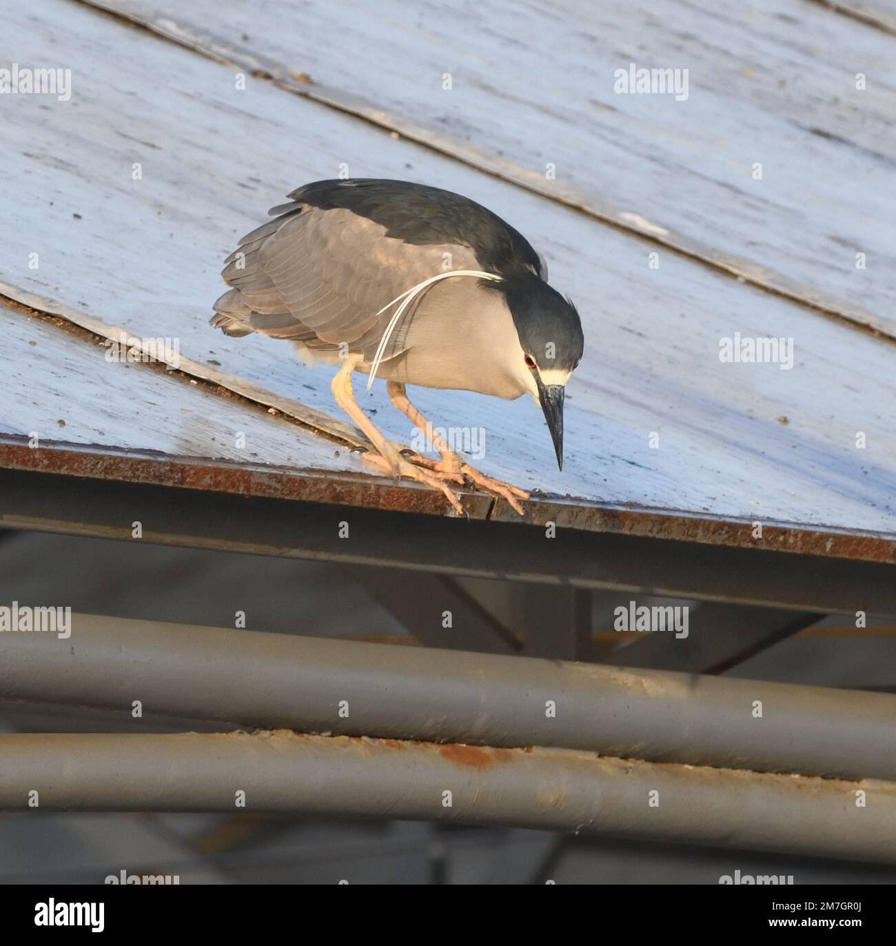 A black-crowned night heron (Nycticorax nycticorax) perches on the roof of a pier looking down on unloading fishing boats in the hopes of getting some Stock Photo