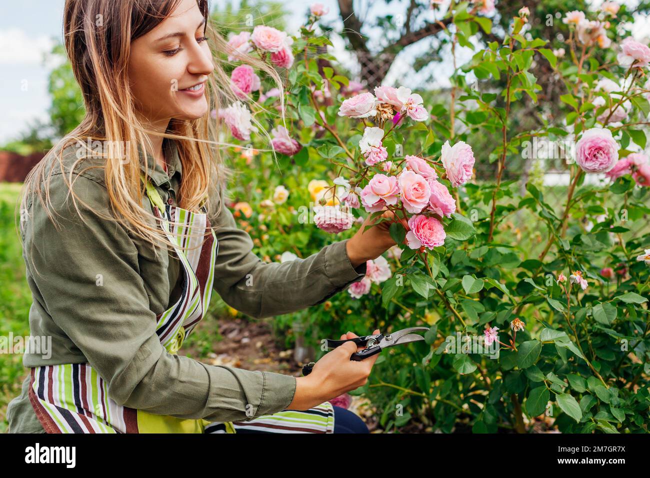 Young gardener enjoys blooming roses flowers in summer garden. Woman