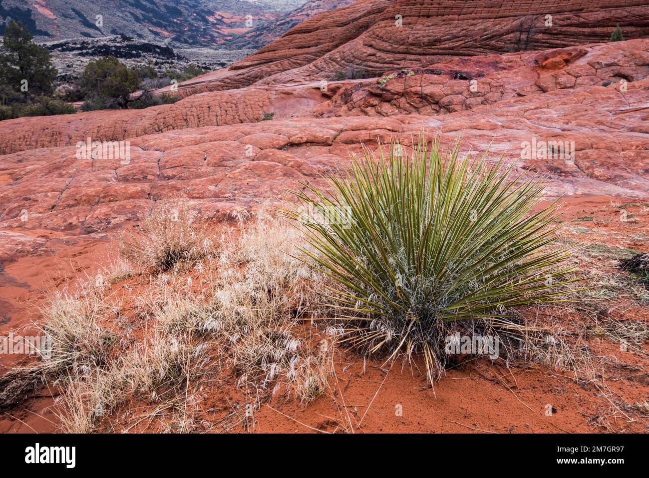 Desert plants growing in a harsh, arid arid environment inside Snow Canyon State Park, Ut. Only the hardiest plants can survive in these conditions. Stock Photo