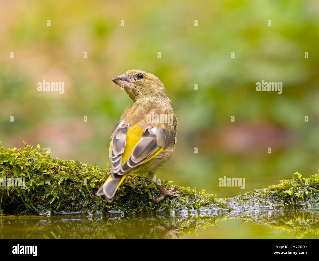 European greenfinch (Carduelis chloris), sitting on a mossy root in shallow water, Solms, Hesse, Germany Stock Photo