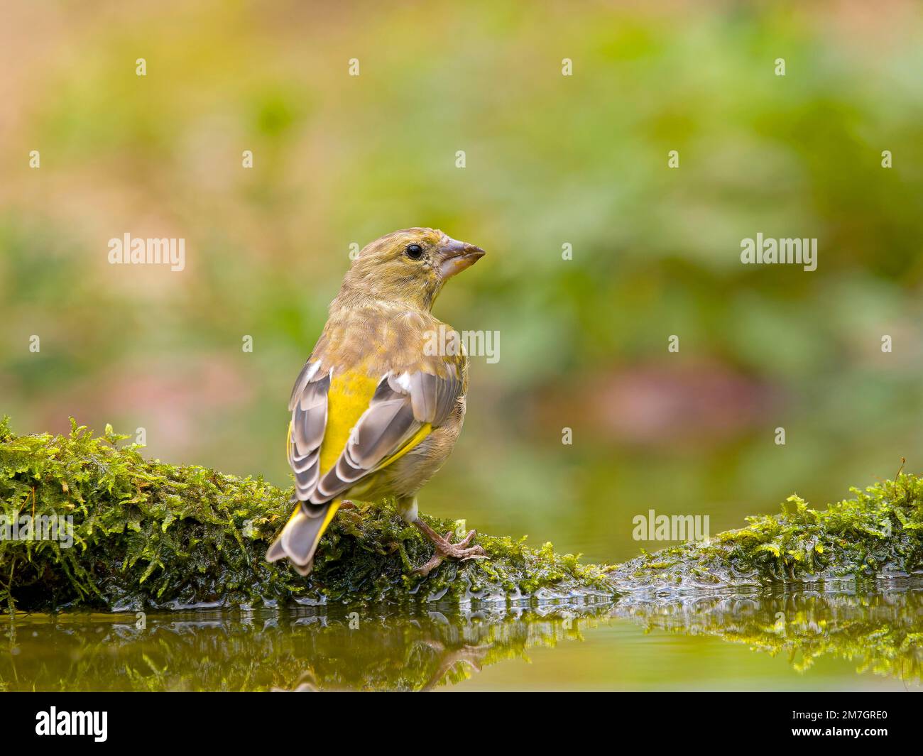 European greenfinch (Carduelis chloris), sitting on a mossy root in shallow water, Solms, Hesse, Germany Stock Photo