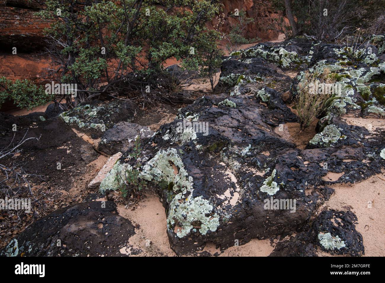 Lichen grows abundantly on the lava rock of Snow Canyon State Park, Utah, USA. Stock Photo