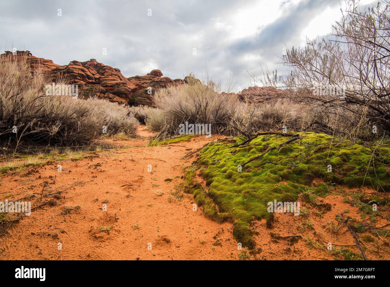 Sandwort or 'desert moss' grows sporadically in the hot, arid, environment of Snow Canyon State Park, Utah, USA. Stock Photo