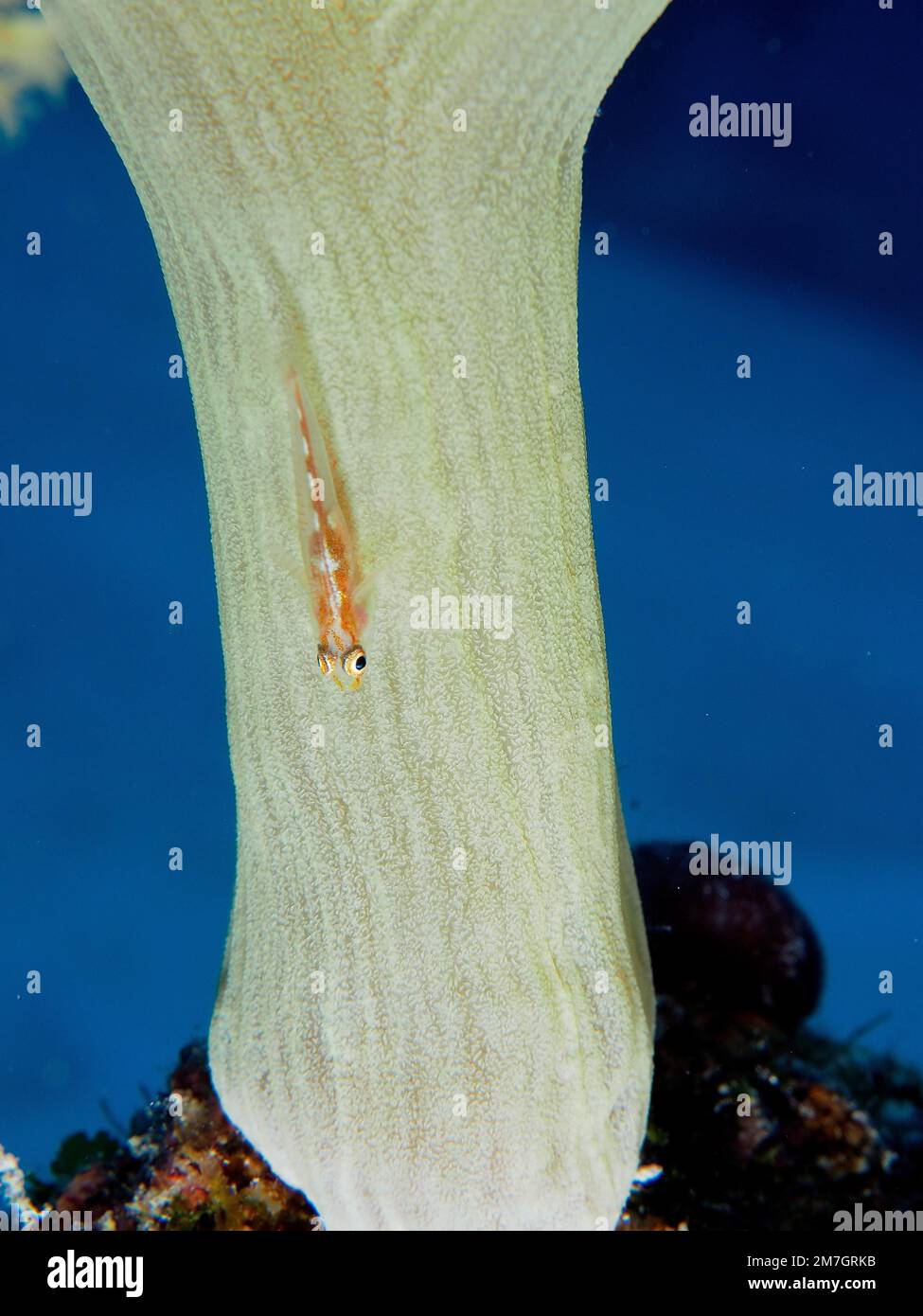 Mozambique toothy goby (Pleurosicya mossambica) on stem of broccoli tree (Litophyton arboreum) . Dive site Abu Fendera, Egypt, Red Sea Stock Photo