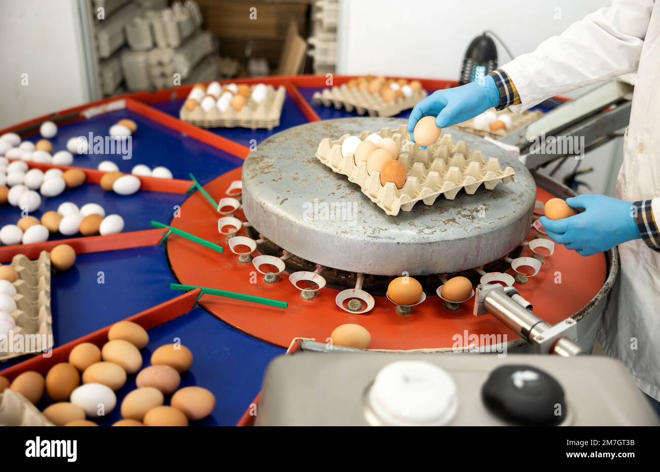 Farmer worker in workwear and gloves sorting and labeling chicken eggs in cardboard boses at poultry farm Stock Photo